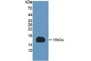 Detection of Recombinant MYCBP, Human using Polyclonal Antibody to C-Myc Binding Protein (MYCBP) (MYCBP 抗体  (AA 2-103))