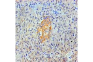 Immunohistochemical of paraffin-embedded Human pancreas tissue using ABIN7144345 at dilution of 1:200. (Annexin A2 抗体)