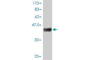 Western Blot detection against Immunogen (37. (EGF 抗体  (AA 926-1025))