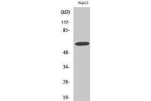 Western Blotting (WB) image for anti-gamma-aminobutyric Acid (GABA) A Receptor, alpha 4 (GABRA4) (Internal Region) antibody (ABIN3180635)
