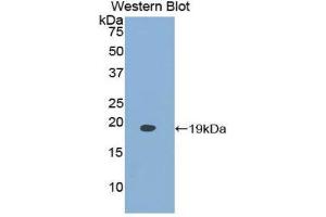 Western Blotting (WB) image for anti-Fatty Acid Binding Protein 9, Testis (FABP9) (AA 1-132) antibody (ABIN1858787) (FABP9 抗体  (AA 1-132))