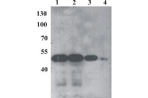 Western Blot testing of anti-BPV E2 monoclonal antibody (1E4). (Bovine Papilloma Virus 1 E2 (BPV-1 E2) (AA 250-280) 抗体)