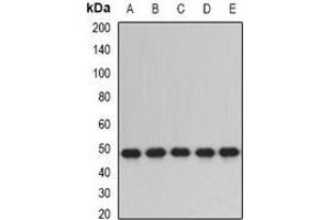 Western blot analysis of ERp5 expression in SW480 (A), HepG2 (B), mouse lung (C), mouse testis (D), rat liver (E) whole cell lysates. (PDIA6 抗体)