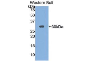 Western Blotting (WB) image for anti-Interleukin 2 Receptor, gamma (IL2RG) (AA 23-263) antibody (ABIN1859417) (IL2RG 抗体  (AA 23-263))