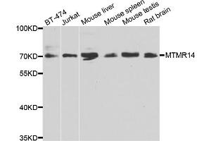 Western blot analysis of extracts of various cell lines, using MTMR14 antibody (ABIN4904446) at 1:1000 dilution. (MTMR14 抗体)