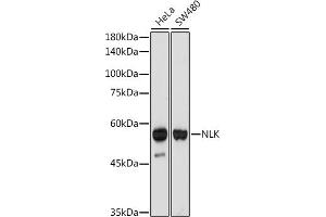 Western blot analysis of extracts of various cell lines, using NLK antibody (ABIN7268846) at 1:1000 dilution. (Nemo-Like Kinase 抗体)