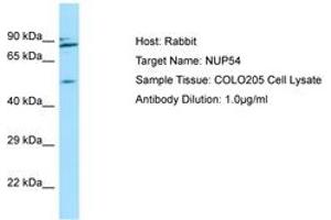 Image no. 1 for anti-Nucleoporin 54kDa (NUP54) (AA 302-351) antibody (ABIN6750030) (NUP54 抗体  (AA 302-351))
