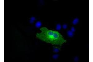 Image no. 2 for anti-RalA Binding Protein 1 (RALBP1) antibody (ABIN1500585) (RALBP1 抗体)