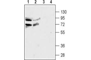 anti-Cholinergic Receptor, Nicotinic, alpha 4 (CHRNA4) (AA 190-202), (Extracellular) antibody