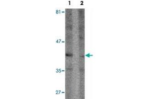 Western blot analysis of Raji cell lysate with SEPT1 polyclonal antibody  at 1 ug/mL in (1) the absence and (2) the presence of blocking peptide. (Septin 1 抗体  (C-Term))