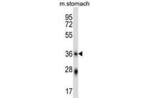 Western Blotting (WB) image for anti-Phospholipid Scramblase 4 (PLSCR4) antibody (ABIN2997651) (PLSCR4 抗体)