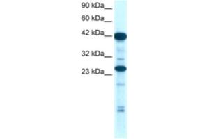 Western Blotting (WB) image for anti-SIX Homeobox 6 (SIX6) antibody (ABIN2460444) (SIX Homeobox 6 抗体)