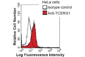 HeLa cells were fixed in 2% paraformaldehyde/PBS and then permeabilized in 90% methanol. (TCERG1 抗体)