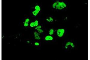 Immunofluorescence (IF) image for anti-GATA Binding Protein 4 (GATA4) (AA 296-442) antibody (ABIN1491353) (GATA4 抗体  (AA 296-442))