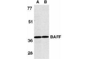 Western Blotting (WB) image for anti-Tumor Necrosis Factor (Ligand) Superfamily, Member 13b (TNFSF13B) (AA 254-269) antibody (ABIN2479517) (BAFF 抗体  (AA 254-269))