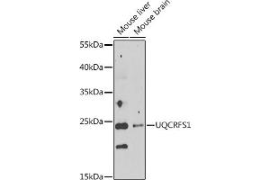 Western blot analysis of extracts of various cell lines, using UQCRFS1 antibody  at 1:1000 dilution. (UQCRFS1 抗体  (AA 79-274))