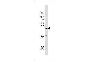 SGCE Antibody (C-term) (ABIN1881798 and ABIN2843211) western blot analysis in  cell line lysates (35 μg/lane). (SGCE 抗体  (C-Term))