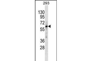 ZN Antibody (C-term) (ABIN1882037 and ABIN2838371) western blot analysis in 293 cell line lysates (35 μg/lane). (ZNF775 抗体  (C-Term))