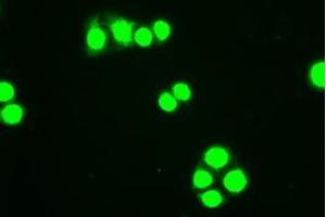 Immunofluorescence (IF) image for anti-Hematopoietically Expressed Homeobox (HHEX) (AA 100-270) antibody (ABIN1490800) (HHEX 抗体  (AA 100-270))