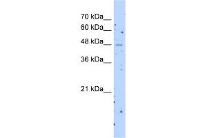 WB Suggested Anti-SLC22A23 Antibody Titration:  1. (SLC22A23 抗体  (Middle Region))