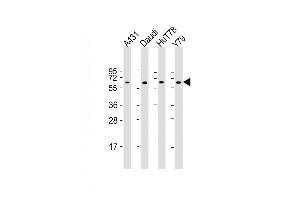 All lanes : Anti-YY1 Antibody (Center) at 1:2000 dilution Lane 1: A431 whole cell lysate Lane 2: Daudi whole cell lysate Lane 3: HuT78 whole cell lysate Lane 4: Y79 whole cell lysate Lysates/proteins at 20 μg per lane. (YY1 抗体  (AA 210-239))