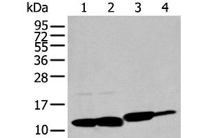 Western blot analysis of HT-29 Hela and Jurkat cell Rat brain tissue lysates using MIF Polyclonal Antibody at dilution of 1:200 (MIF 抗体)