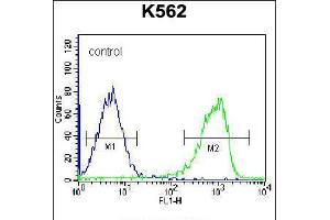 Flow cytometric analysis of K562 cells (right histogram) compared to a negative control cell (left histogram). (ZNF623 抗体  (C-Term))