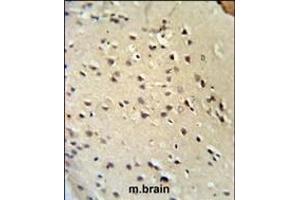 Lamin B1 Antibody (C-term) (ABIN390511 and ABIN2840865) IHC analysis in formalin fixed and paraffin embedded mouse brain tissue followed by peroxidase conjugation of the secondary antibody and DAB staining. (Lamin B1 抗体  (C-Term))