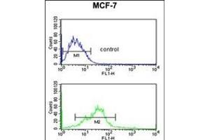EBP1 Antibody (C-term) (ABIN1882075 and ABIN2839467) flow cytometric analysis of MCF-7 cells (bottom histogram) compared to a negative control cell (top histogram). (PA2G4 抗体  (C-Term))