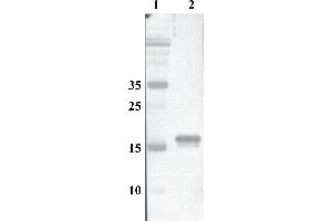 Western Blot testing of anti-MANF monoclonal antibody. (MANF 抗体)