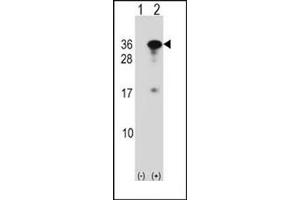 Western blot analysis of RYBP (arrow) using RYBP Antibody (N-term) Cat. (RYBP 抗体  (N-Term))