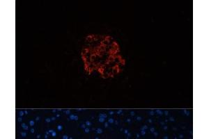 Immunofluorescence analysis of Mouse pancreas using INS Polyclonal Antibody at dilution of 1:100. (Insulin 抗体)
