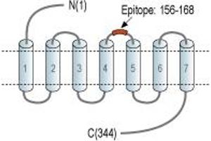 Representative domain view of the target of ABIN7043317.