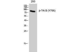 Western Blotting (WB) image for anti-Neurotrophic Tyrosine Kinase, Receptor, Type 2 (NTRK2) (pTyr706) antibody (ABIN3179514) (TRKB 抗体  (pTyr706))