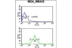 Flow cytometric analysis of MDA-MB435 cells (bottom histogram) compared to a negative control cell (top histogram). (TFPT 抗体  (N-Term))