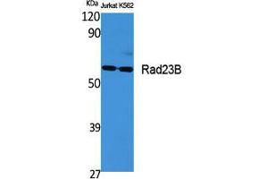 Western Blot (WB) analysis of specific cells using Rad23B Polyclonal Antibody. (RAD23B 抗体  (N-Term))