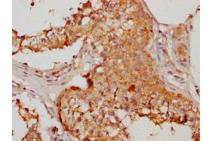 IHC image of ABIN7155996 diluted at 1:200 and staining in paraffin-embedded human testis tissue performed on a Leica BondTM system. (HMGCL 抗体  (AA 28-325))