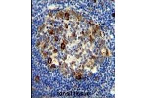 RPS6 antibody (Ser240/244) (ABIN654233 and ABIN2844066) immunohistochemistry analysis in formalin fixed and paraffin embedded human tonsil tissue followed by peroxidase conjugation of the secondary antibody and DAB staining. (RPS6 抗体  (Ser240, Ser244))