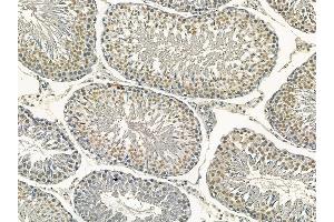Nucleophosmin Mouse Monoclonal Antibody at 1/100 staining rat testis tissue by IHC-P. (NPM1 抗体)
