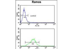 Flow cytometry analysis of Ramos cells (bottom histogram) compared to a negative control cell (top histogram). (RPS9 抗体  (C-Term))