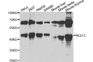 Western blot analysis of extracts of various cell lines, using NELFE antibody. (RDBP 抗体)