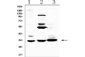Western blot analysis of ERCC1 using anti-ERCC1 antibody (ABIN5692997).
