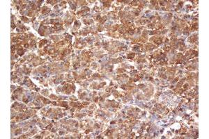 Image no. 3 for anti-Proteasome Subunit alpha 2 (PSMA2) (AA 50-234) antibody (ABIN1491566)