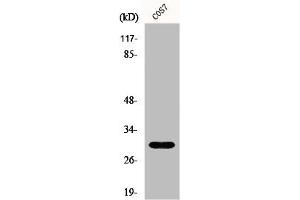 Western Blot analysis of COS7 cells using GCSm-γ Polyclonal Antibody (GCLM 抗体  (Internal Region))