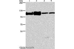 Western blot analysis of 293T, K562, NIH/3T3 and hela cell, using MCM6 Polyclonal Antibody at dilution of 1:500