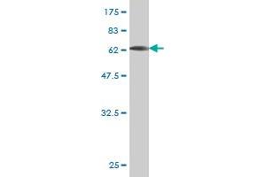 Western Blotting (WB) image for anti-Biglycan (BGN) (AA 1-368) antibody (ABIN560056)