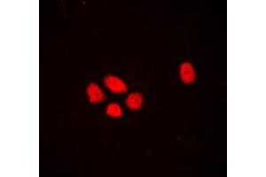 Immunofluorescence (IF) image for anti-Exonuclease 1 (EXO1) (N-Term) antibody (ABIN7297542)