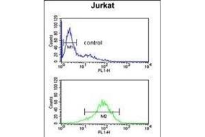 ANR49 Antibody (Center) (ABIN651157 and ABIN2840103) flow cytometric analysis of Jurkat cells (bottom histogram) compared to a negative control cell (top histogram). (ANKRD49 抗体  (AA 80-109))