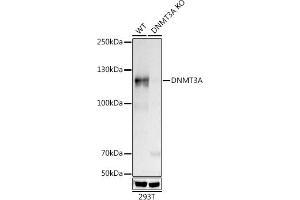 Western blot analysis of extracts from wild type (WT) and [KO Validated] DNMT3A Rabbit mAb knockout (KO) 293T cells, using [KO Validated] DNMT3A Rabbit mAb (ABIN7266806) at 1:500 dilution. (DNMT3A 抗体)