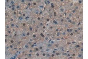 Detection of RNASE4 in Human Liver Tissue using Polyclonal Antibody to Ribonuclease A4 (RNASE4) (RNASE4 抗体  (AA 30-147))